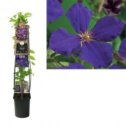 Klimplant Clematis Jackmanii  120 cm