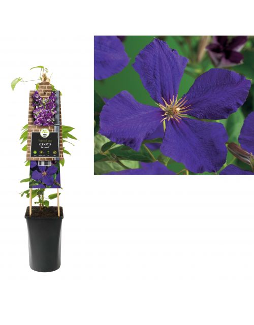 Klimplant Clematis Jackmanii  75 cm