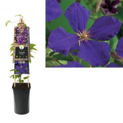 Klimplant Clematis Jackmanii  75 cm