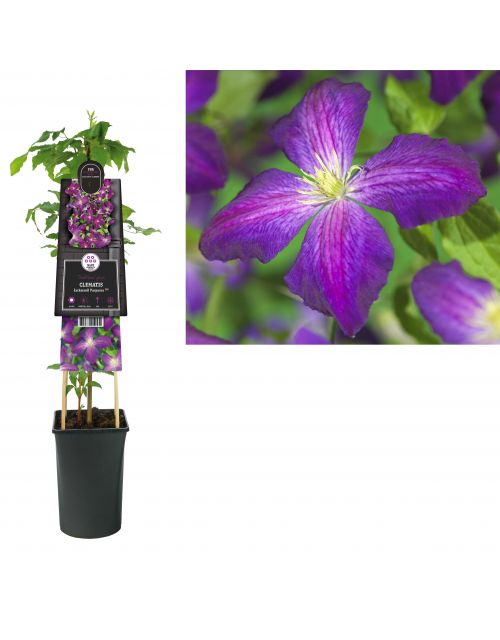 Klimplant Clematis Jackmanii Purpurea PBR 75 cm