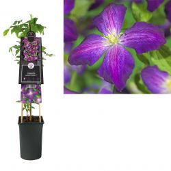 Klimplant Clematis Jackmanii Purpurea PBR 75 cm