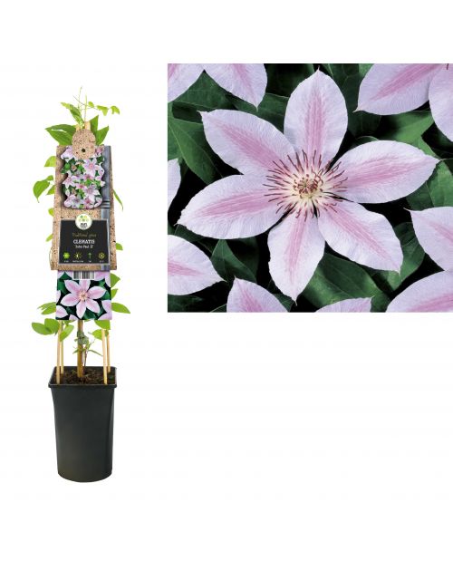 Klimplant Clematis John Paul II  75 cm