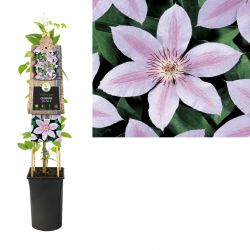 Klimplant Clematis John Paul II  75 cm