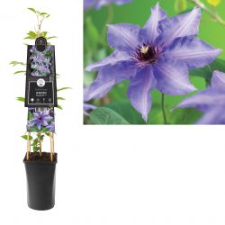Klimplant Clematis Königskind PBR 75 cm
