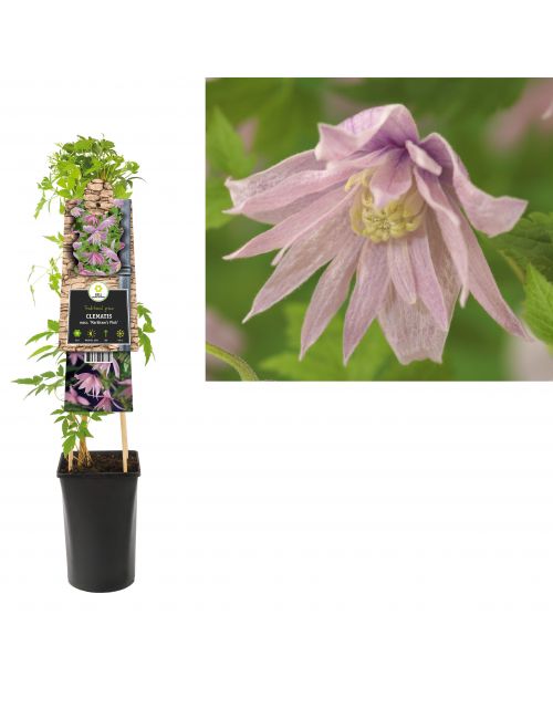 Klimplant Clematis macr.  Markham s Pink  75 cm