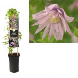 Klimplant Clematis macr.  Markham s Pink  75 cm