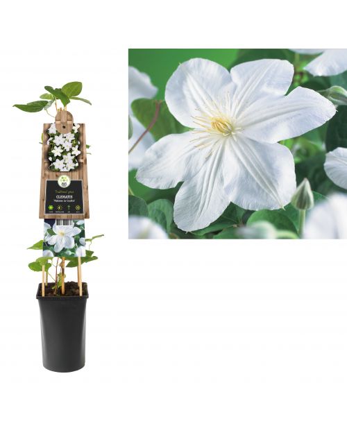 Klimplant Clematis Madame Le Coultre  75 cm