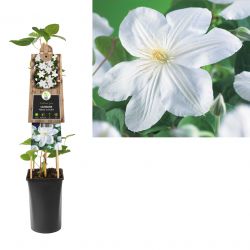 Klimplant Clematis Madame Le Coultre  75 cm