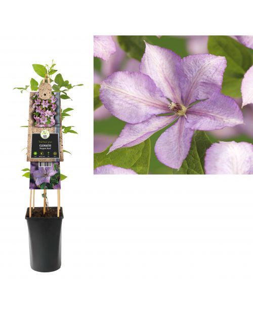 Klimplant Clematis Margaret Hunt  75 cm