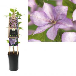 Klimplant Clematis Margaret Hunt  75 cm