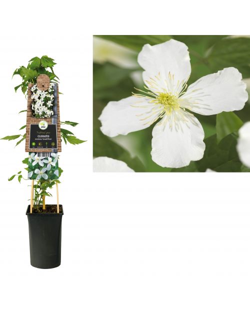 Klimplant Clematis montana  Grandiflora  75 cm