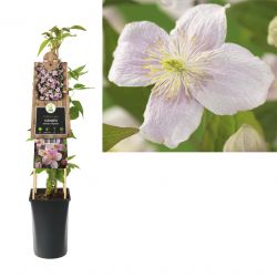 Klimplant Clematis montana  Mayleen  75 cm