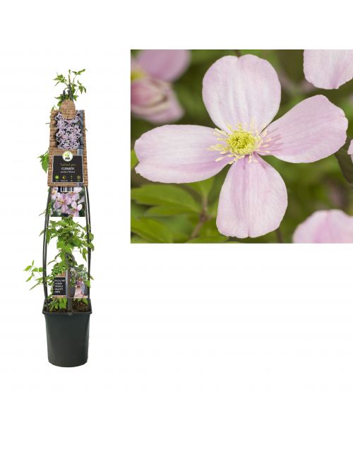 Klimplant Clematis montana  Rubens  120 cm