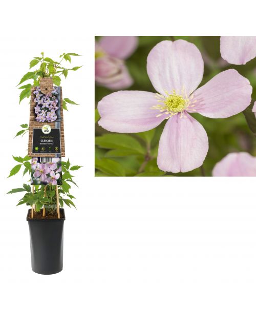 Klimplant Clematis montana  Rubens  75 cm