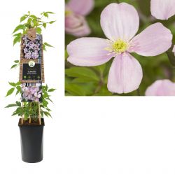 Klimplant Clematis montana  Rubens  75 cm