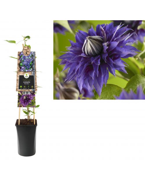 Klimplant Clematis Multi Blue  75 cm