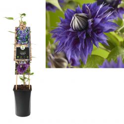 Klimplant Clematis Multi Blue  75 cm