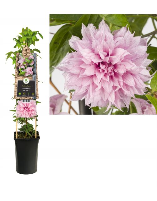 Klimplant Clematis Multi Pink® PBR 75 cm