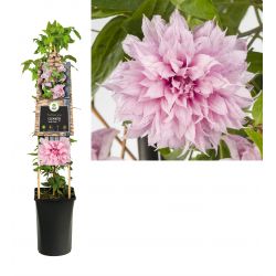 Klimplant Clematis Multi Pink® PBR 75 cm