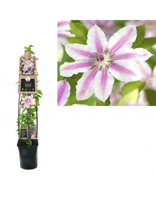 Klimplant Clematis Nelly Moser  120 cm