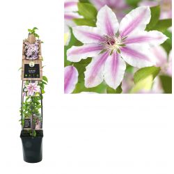 Klimplant Clematis Nelly Moser  120 cm