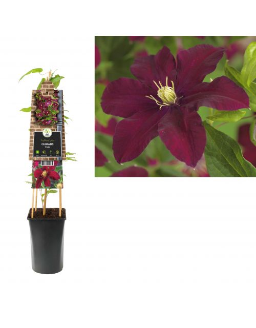 Klimplant Clematis Niobe  75 cm