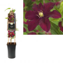 Klimplant Clematis Niobe  75 cm
