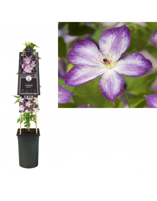Klimplant Clematis Pernille PBR 75 cm