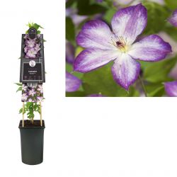 Klimplant Clematis Pernille PBR 75 cm