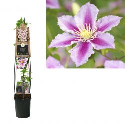 Klimplant Clematis Piilu  120 cm
