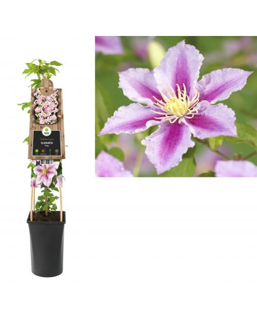 Klimplant Clematis Piilu  75 cm