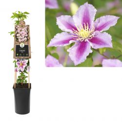 Klimplant Clematis Piilu  75 cm