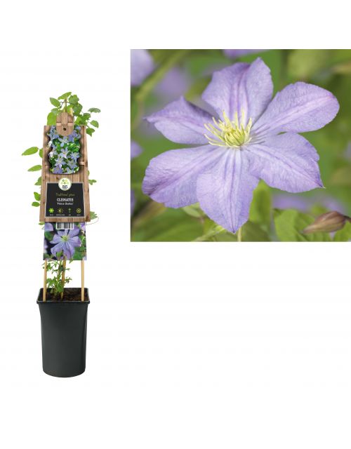 Klimplant Clematis Prince Charles  75 cm