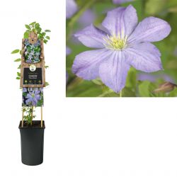 Klimplant Clematis Prince Charles  75 cm