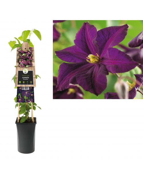 Klimplant Clematis Romantika  75 cm