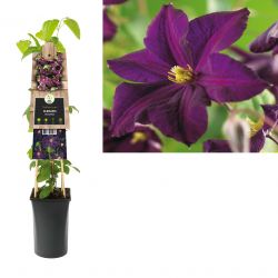 Klimplant Clematis Romantika  75 cm