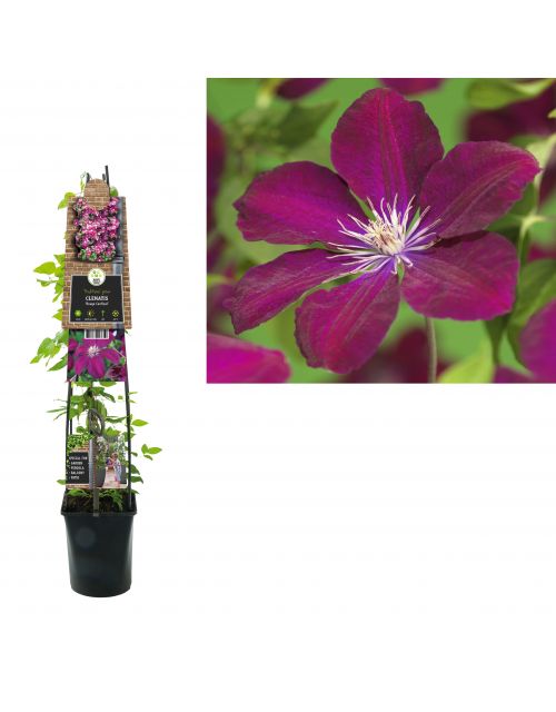 Klimplant Clematis Rouge Cardinal  120 cm