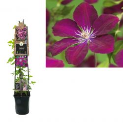 Klimplant Clematis Rouge Cardinal  120 cm