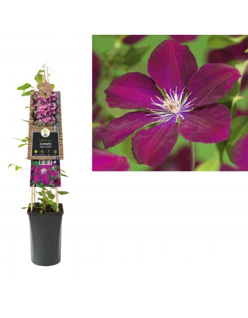 Klimplant Clematis Rouge Cardinal  75 cm