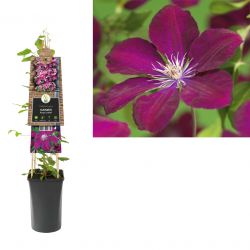 Klimplant Clematis Rouge Cardinal  75 cm