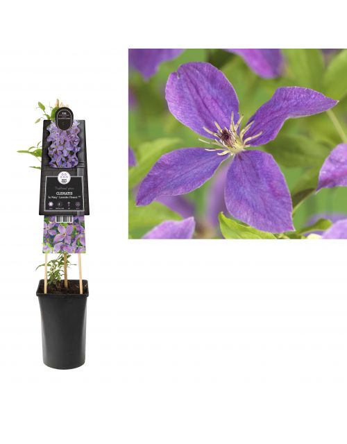 Klimplant Clematis So Many® Lavender Flowers PBR 75 cm
