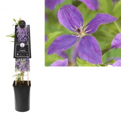 Klimplant Clematis So Many® Lavender Flowers PBR 75 cm