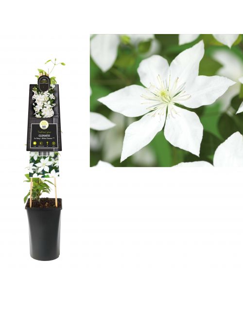 Klimplant Clematis So Many® White Flowers PBR 75 cm
