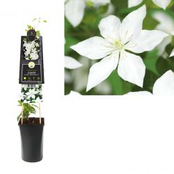Klimplant Clematis So Many® White Flowers PBR 75 cm