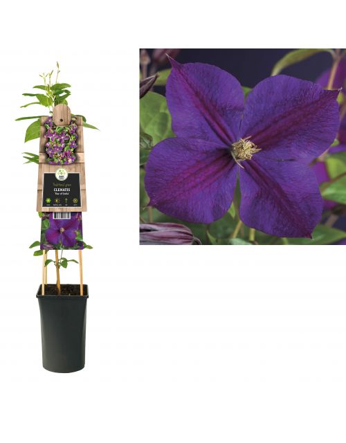 Klimplant Clematis Star of India  75 cm