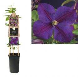 Klimplant Clematis Star of India  75 cm