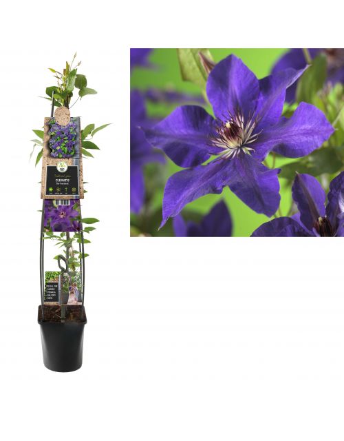 Klimplant Clematis The President  120 cm