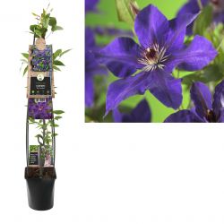 Klimplant Clematis The President  120 cm