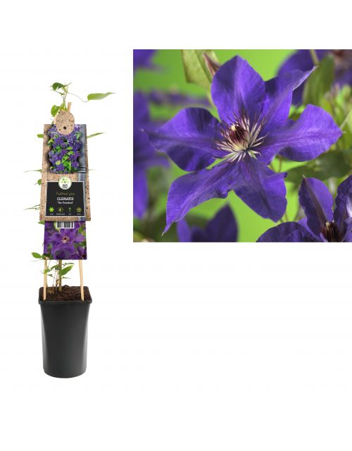 Klimplant Clematis The President  75 cm