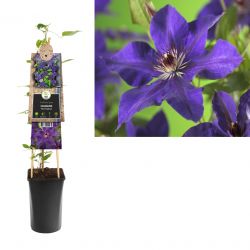 Klimplant Clematis The President  75 cm